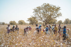 Des femmes récoltent du coton dans un champ, à l’extérieur de Kita, le 17 janvier 2022. A group of women pick cotton in a field outside Kita, on January 17, 2022. With the closure of the borders imposed by the Economic Community of West African States (ECOWAS), the export of cotton, one of Mali’s main source of income, is becoming more complicated. – Mali is one of Africa’s leading cotton producers. In good years, a quarter of the population lives from it, directly or indirectly, by growing and collecting the cellulose fiber which, in season, covers vast areas with white. Cotton is one of Mali’s main sources of export revenue, after gold.
© FLORENT VERGNES/AFP