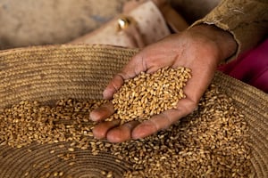 Des grains de blé à Asmara, en Érythrée (illustration). © Eric Lafforgue/Hans Lucas via AFP