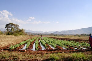 Système d’irrigation en Afrique du Sud. © Claudia Ringler/IFPRI