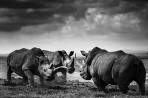 Rhinos, Kenya, 2020. © Laurent Baheux.