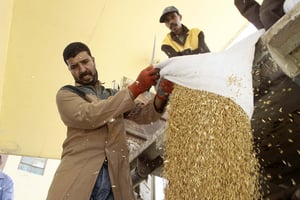 Récolte de blé dans la région de Berrouaghuia, au sud-ouest d’Alger. © Ramzi Boudina/REUTERS