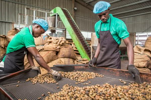 Travailleurs en train de trier des noix de cajou, au Ghana, en 2016. © Thomas Imo/Photothek via Getty Images)