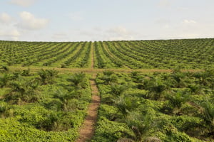 Plantations d’huiles de palme par Sifca à Irobo, dans le sud de la Côte d’Ivoire. © Nabil ZORKOT pour JA
