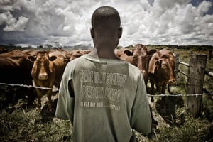Un employé du ranch de la société Grelka à Biano, propriété de George Forrest. © Jimmy Kets / REPORTERS-REA
