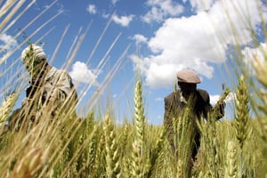 Seize pays regroupant 40% de la population africaine dépendent du blé russe et ukrainien à hauteur d’au moins 56% de leur consommation. © REUTERS/Barry Malone