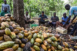 Dans la plantation de M’Brimbo, village près de Tiassalé, à quelque 120 km au nord-ouest d’Abidjan, en avril 2021. © Photo by Issouf SANOGO / AFP