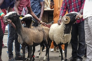 Remise de trois moutons de race bizet offerts par l’ambassade de France au Sénégal, le 6 juillet 2022. © Ambassade de France / Twitter
