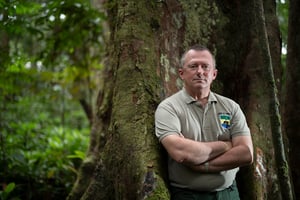 Lee White, ancien botaniste et ministre gabonais des Eaux et forêts à côté d’un okoumé, source populaire de contreplaqué en raison de sa légèreté et de sa flexibilité. © David ROSE/PANOS/REA