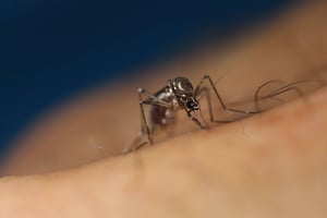 Transmis par les moustiques, le virus du chikungunya a frappé La Réunion en 2005-2006. © Sipa.