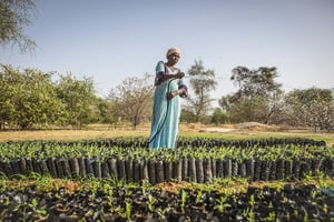 L’Association des femmes de Koyly Alpha, au Sénégal (ici en août 2019), lutte contre la désertification, dans le cadre du projet de Grande muraille verte pour le Sahara et le Sahel conçu par l’UA. © Jane Hahn/REDUX-REA
