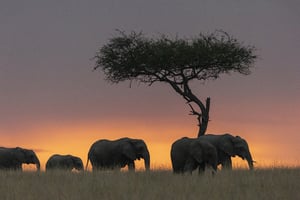 Éléphants au coucher du soleil dans la savane de la réserve nationale du Masai Mara, au Kenya. African Savannah Elephants or Savannah Elephants (Loxodonta africana), moves in the savannah at sunset, Masai Mara National Reserve, National Park, Kenya (
© SYLVAIN CORDIER/Biosphoto via AFP