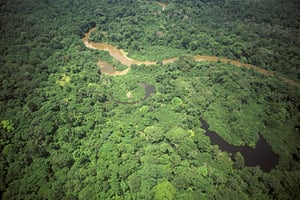 Vue aérienne de la forêt de l’aire protégée de Gamba. © ARNAUD GRETH/Biosphoto via AFP