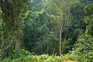Forêt au Congo Brazzaville. © Antonin Borgeaud/EDJ