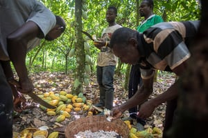 Des cacaoculteurs ouvrent les cabosses pour en retirer les fèves dans une ferme d’Asikasu, le 19 décembre 2020. © CRISTINA ALDEHUELA / AFP)