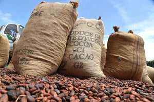 Des sacs de fèves de cacao à l’extérieur d’un entrepôt, à Gagnoa, dans le sud de la Côte d’Ivoire. © ISSOUF SANOGO/AFP
