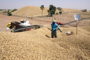 Un ouvrier sénégalais retourne un tas d’arachides au point de récolte de la société Sonacos, à Lyndiane, à la périphérie de Kaolack. © SEYLLOU/AFP