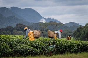 Plantation de thé, à Gisakura (Rwanda), en mai 2022. © Simon Wohlfahr/AFP