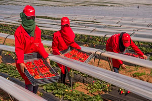 Ramassage de fraises dans la région de Kenitra, en 2017. © Fadel Senna / AFP
