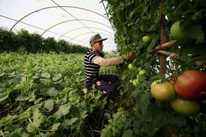 Représentant 1,5 milliard de dollars à l’exportation, l’agroalimentaire constitue une importante source de croissance. Ici, récolte de tomates à Tipaza, à l’ouest d’Alger. © Ramzi Boudina/REUTERS
