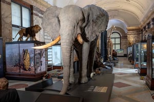 Le Musée royal de l’Afrique centrale de Tervuren, en Belgique, a rouvert en décembre 2018 ses portes sous le nom d’Africa Museum. © Frank Abbeloos/Africamuseum