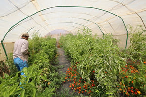 Booster les exportations de fruits et légumes, en particulier à destination de l’Afrique de l’Ouest, constituent l’un des élément centraux de la politique économique du royaume ces dernières années. Ici une serre, près d’Agadir. © Gutner/SIPA