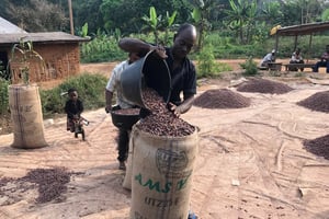 Mise en sac de fèves de cacao dans le village de Ntui, à 80 km au nord de Yaoundé (région du Centre), au Cameroun. © Ange Aboa/REUTERS