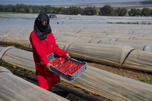 Au Maroc, depuis le 1er trimestre 2022, le secteur de l’agriculture, de la forêt et de la pêche a perdu 247 000 postes. © Fadel Senna/AFP