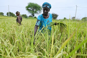 En forte croissance, l’économie sénégalaise suit une trajectoire inédite depuis cinquante ans. © SEYLLOU/AFP.