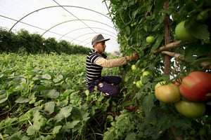 Un cultivateur de Tipaza, à l’ouest d’Alger, le 3 juin 2015. © REUTERS/Ramzi Boudina