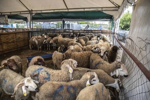 Moutons pour l’Aïd al-Adha, sur un marché dans la banlieue de Rabat, au Maroc. © Mosa’ab Elshamy/AP/SIPA