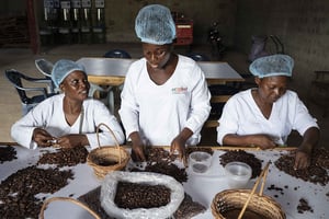 Décorticage de fèves de cacao torréfiées au sein de la coopérative du Bélier (Coopbel), à Toumodi, dans la région du Bélier (centre de la Côte d’Ivoire), en juin 2022. © Andrew Caballero-Reynolds/The New York Times