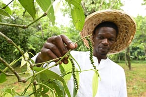 Dans sa plantation familiale de Tiassalé, Jean-Eudes Kacou a misé sur le poivre. Son terroir produit des baies à la saveur unique et exceptionnelle. © Lougué pour JA