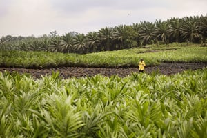 Plantations de la PALMCI à Toumanguié et Anyana, en Côte d’Ivoire © Camille Millerand pour JA.