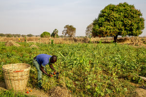 À ce jour, plus de 7,6 millions d’agriculteurs ont reçu des biens ou des services agricoles et près de 200 000 tonnes d’engrais ont été distribuées aux exploitants vulnérables d’Afrique de l’Ouest et d’Afrique centrale, selon la Banque mondiale. © Robert Harding Heritage / Godong via AFP