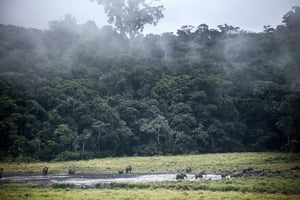 Des éléphants de forêt, dans le Baï de Langoué, au sein du parc national de l’Ivindo, près de Makokou, le 26 avril 2019. © Amaury HAUCHARD/AFP