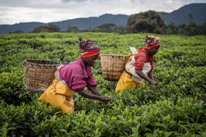 Dans une plantation à Gisakura, au Rwanda, le 5 mai 2022. © Simon WOHLFAHRT/AFP