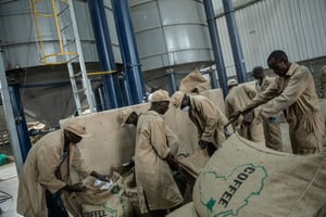 Le café fait partie des produits agricoles les plus exportés par le Kenya. © Andrew Renneisen / GETTY IMAGES EUROPE / Getty Images/AFP.