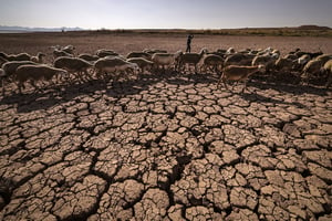 Un troupeau de moutons sur la terre craquelée du barrage d’al-Massira dans le village d’Ouled Essi Masseoud, à quelque 140 kilomètres au sud de Casablanca, le 8 août 2022. © FADEL SENNA/AFP