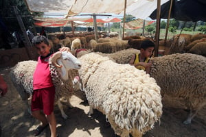 Prix du mouton en Algérie cette année : entre 100 000 et 120 000 dinars. © Anis/APP/NurPhoto via AFP