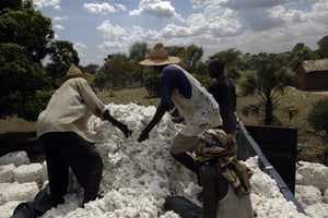 Producteurs du village de Beboni, dans les environs de Doba (Logone-Oriental, dans le sud du Tchad), chargeant leur récolte de coton dans un des camions de la CotonTchad SN. © FREDERIC NOY pour JA