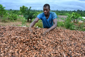 Un cultivateur de cacao sèche des fèves dans le village de Satikran près d’Abengourou, dans l’est de la Côte d’Ivoire, le 18 mai 2023. © Issouf SANOGO / AFP
