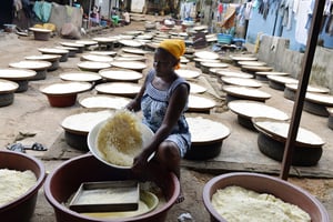 Originaire du sud de la Côte d’Ivoire, l’attieke est fabriqué au sein des villages et dans certains endroits de la capitale par des femmes qui s’organisent en chaîne de production afin de produire de grandes quantités de ce plat très populaire, servi avec de la sauce. Ici, une femme tamise la farine de manioc à Abidjan, en mars 2015, pour préparer l’attieke, référence et grand classique de la cuisine ivoirienne. © ISSOUF SANOGO/AFP