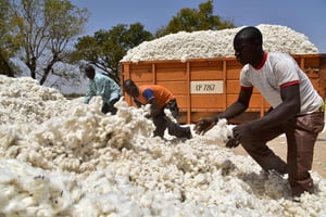 Travailleurs burkinabè emballant du coton, en mars 2017,  à Boromo, où les sociétés cotonnières ont cessé d’utiliser les semences de coton génétiquement modifiées du géant mondial des semences Monsanto. © ISSOUF SANOGO/AFP