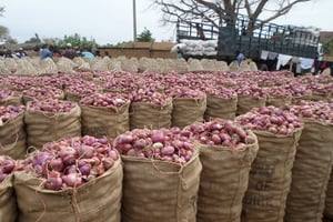 Production d’oignons au Niger. © RECA-Niger