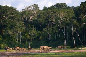 La réserve spéciale de Dzanga-Sangha, au Congo. © Andrey Gudkov / Biosphoto / Biosphoto via AFP