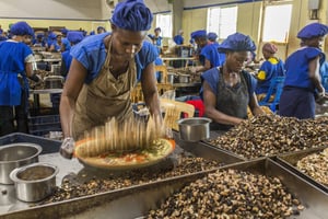 L’usine de décorticage de Fludor Bénin, filiale locale du holding nigérian Tropical General Investment (TGI), à Zogbodomey, dans le Zou. © Jacques Torregano pour JA