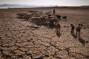 Un troupeau de moutons sur la terre fissurée du barrage d’al-Massira dans le village d’Ouled Essi Masseoud, à quelque 140 kilomètres au sud de Casablanca, le 8 août 2022. © FADEL SENNA/AFP