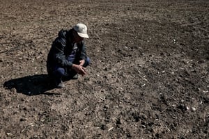En pleine sécheresse, un agriculteur vérifie son champ de céréales à Berrechid, la province marocaine historiquement riche en blé et située à environ 40 kilomètres au sud-est de Casablanca, le 7 février 2024. © FADEL SENNA / AFP