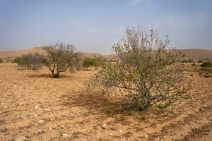 Une oliveraie dans le sud tunisien. © (Photo by Antoine Boureau / Hans Lucas via AFP)