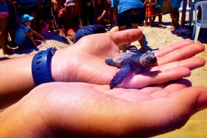 Sur les îles Kuriat, en Tunisie, les jeunes tortues caouannes cohabitent avec les vacanciers. © AKIM REZGUI/AFP